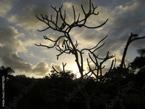 silhouette of withered tree against the dramatic sunset sky in Hawaiian home, Kaneohe year 2011