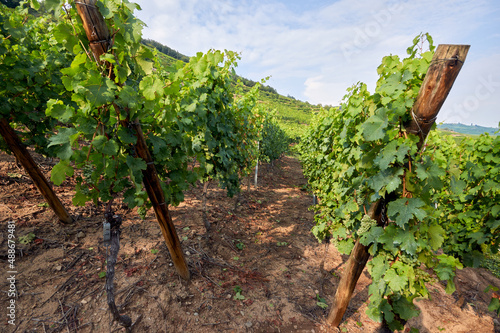 Vineyard on the slopes of the mountains. View across the rows of grapevines at vineyards 