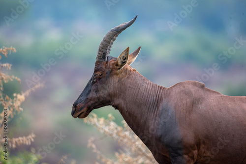 Topi Bull, Queen Elizabeth National Park, Uganda, Africa