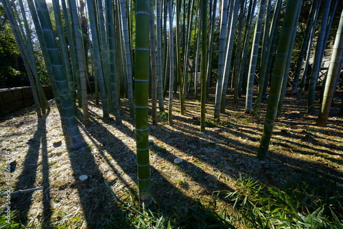 真っ直ぐに伸びる直線が美しい竹の林