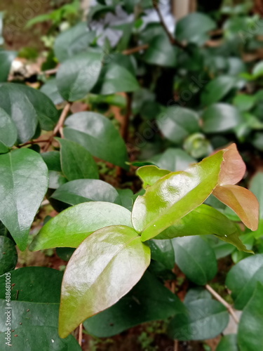 leaves in the garden