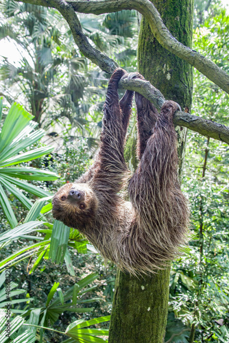 The close image of Linneaus' Two-toed Sloth (Choloepus didactylus). A species of sloth from South America,  have longer hair, bigger eyes, and their back and front legs are more equal in length. photo
