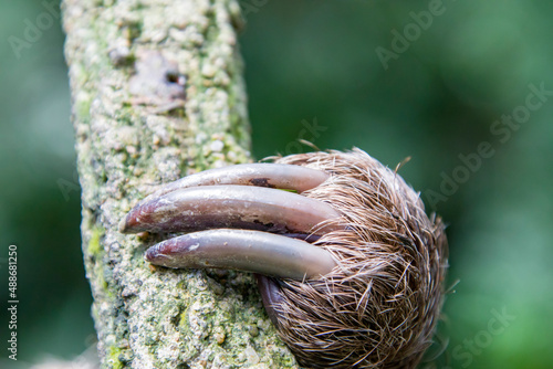 The hind legs claws of Hoffmann's two-toed sloth  (Choloepus hoffmanni). 
A species of sloth from South America,  have longer hair, bigger eyes, and their back and front legs are more equal in length. photo