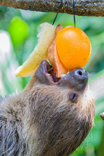 The Linneaus' Two-toed Sloth (Choloepus didactylus) is eating fruit. A species of sloth from South America,  have longer hair, bigger eyes, and their back and front legs are more equal in length. photo