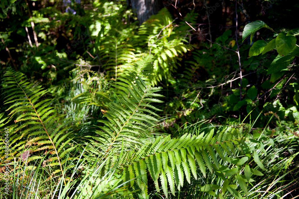 Autumn leaves captured along a hiking trail in an Ontario Provincial Park. Autumn leaves captured along a hiking trail in an Ontario Provincial Park.