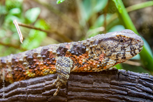 The Chinese crocodile lizard (Shinisaurus crocodilurus) is a semiaquatic lizard found only in cool forests in southern China and northern Vietnam.  photo