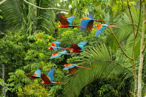 Photo Flock of scarlet and red-and-green macaws flying in amazonas rainforest in Manu