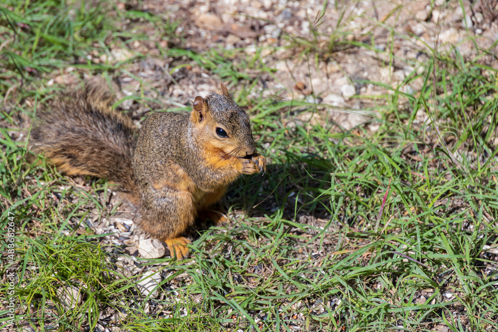 Squirrel in the grass eating Squirrel in the grass eating