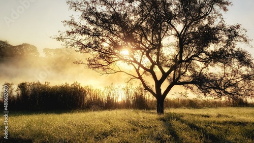 Dawn fog tree