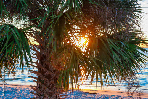 palm tree at sunset