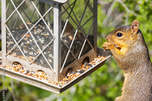 Konstfotografi Squirrel eating at a bird feeder