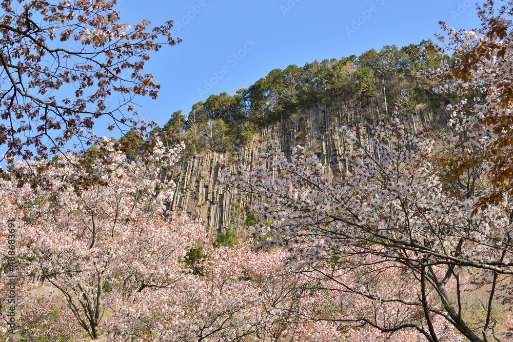 屛風岩の桜