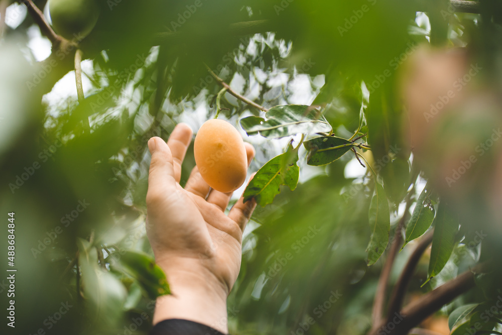 Thai Plango fruit Marian plum or Boueaburmanica Griff, Tropical fruit calling Ma Yong Chid in natural orchard garden field, organic natural product Thai Plango fruit Marian plum or Boueaburmanica Griff, Tropical fruit calling Ma Yong Chid in natural orchard garden field, organic natural product