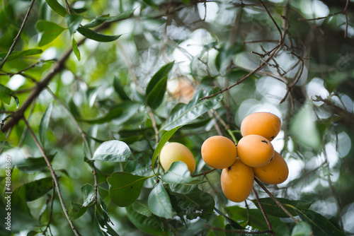 Thai Plango fruit Marian pl...