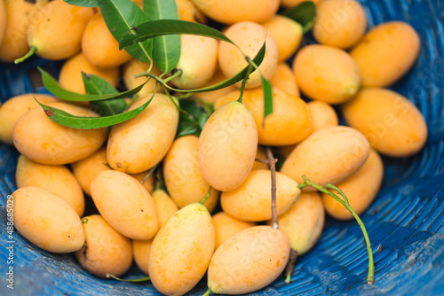 Thai Plango fruit Marian pl...