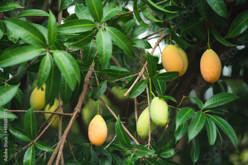 Thai Plango fruit Marian pl...