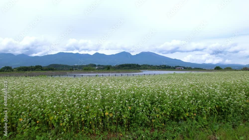 初夏の蕎麦畑のそばの花 移動撮影 初夏の蕎麦畑のそばの花 移動撮影