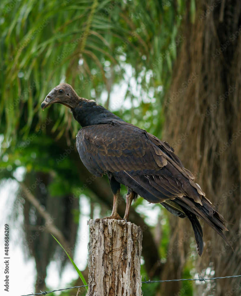 Black vulture purched on a fence post with tropical plants in the background Black vulture purched on a fence post with tropical plants in the background