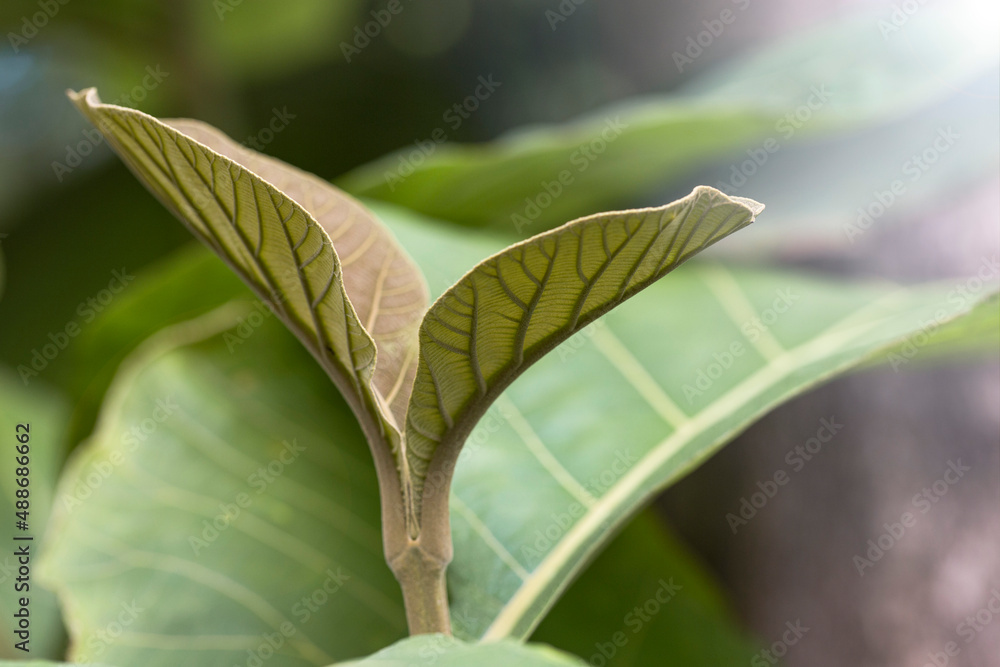 Young teak (Tectona grandis) green leaves. Young teak (Tectona grandis) green leaves.