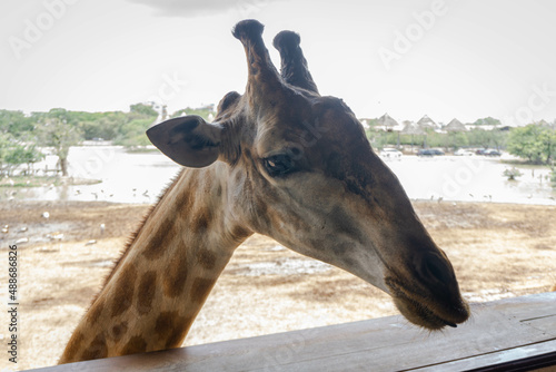 Close up giraffe in the zoo