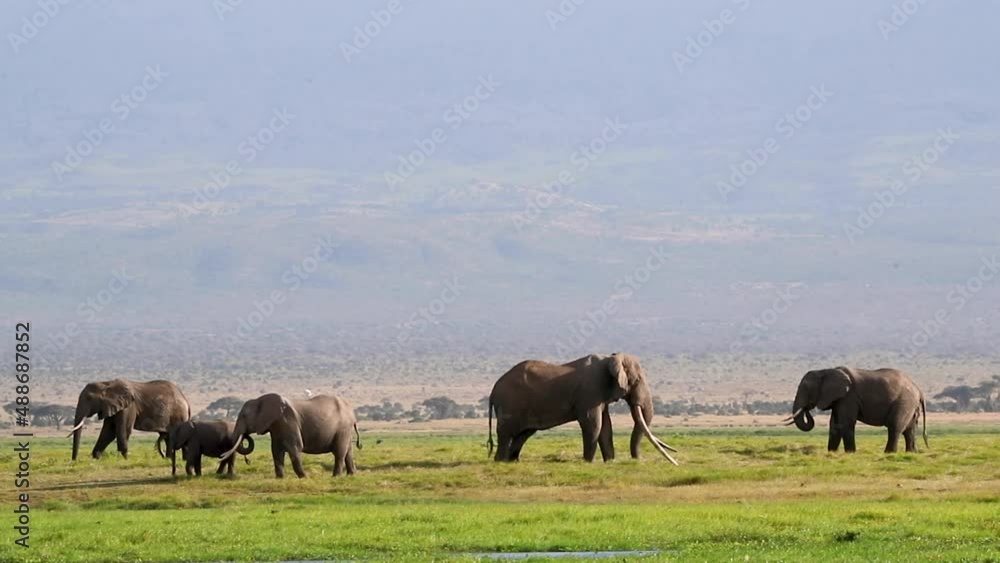 Famous big tusker elephant named Tim with a herd of his family in Amboseli National Park, Kenya Africa Famous big tusker elephant named Tim with a herd of his family in Amboseli National Park, Kenya Africa
