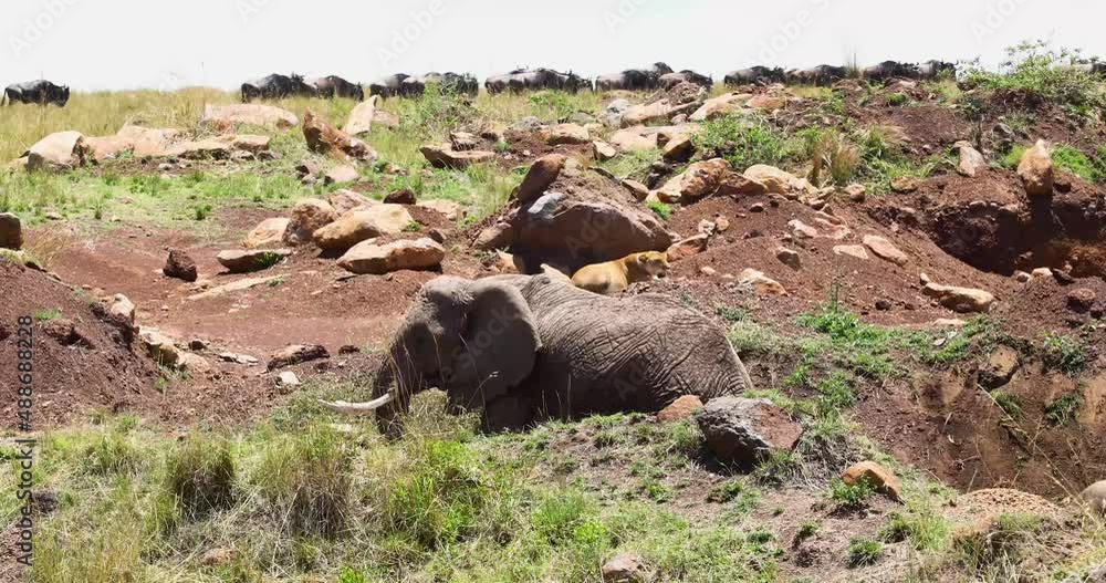 African safari scene with elephants, lion and wildebeest in the same area of Masai National Park in Kenya Africa African safari scene with elephants, lion and wildebeest in the same area of Masai National Park in Kenya Africa