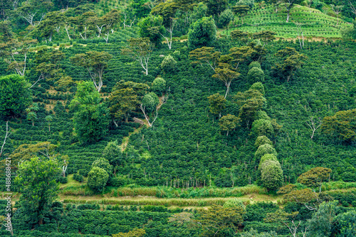 Steep hillside with coffee plants and trees in Boquete Panama