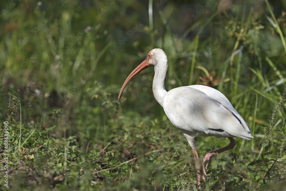 American white ibis wading in the Texas swamp American white ibis wading in the Texas swamp
