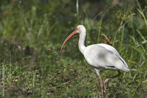 American white ibis wading in the Texas swamp