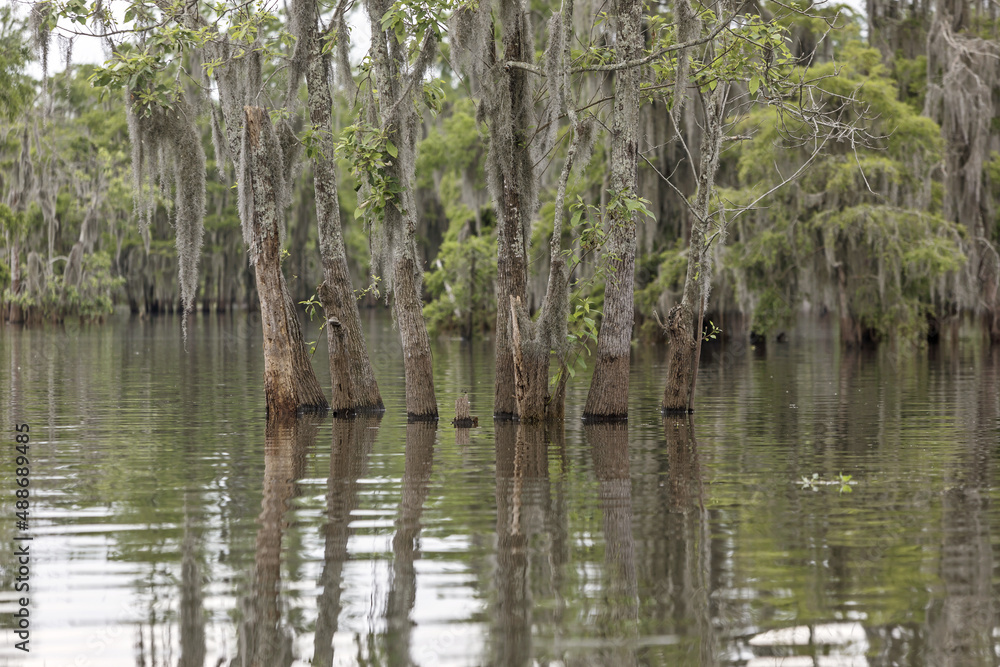 Group of Water Tupelo trees covered with Spanish moss grow in a Louisiana swamp Group of Water Tupelo trees covered with Spanish moss grow in a Louisiana swamp