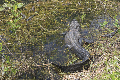 Alligator mother with babies in the Florida pond resting in the shallow water