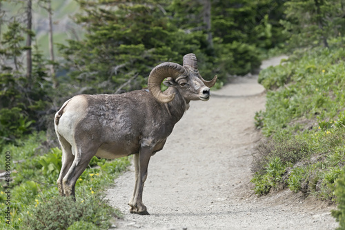 Bighorn sheep on the trail in the Glacier National Park, Montana, USA