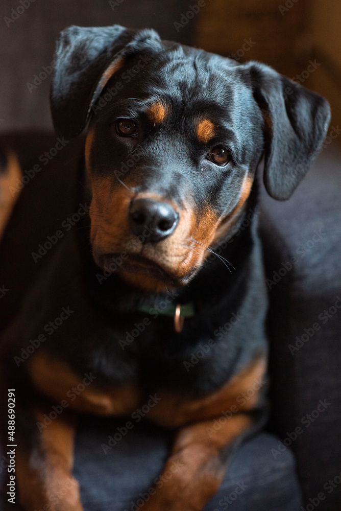 Portrait of a Rottweiler 