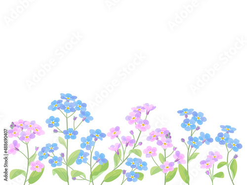 青色とピンクの忘れな草のイラスト