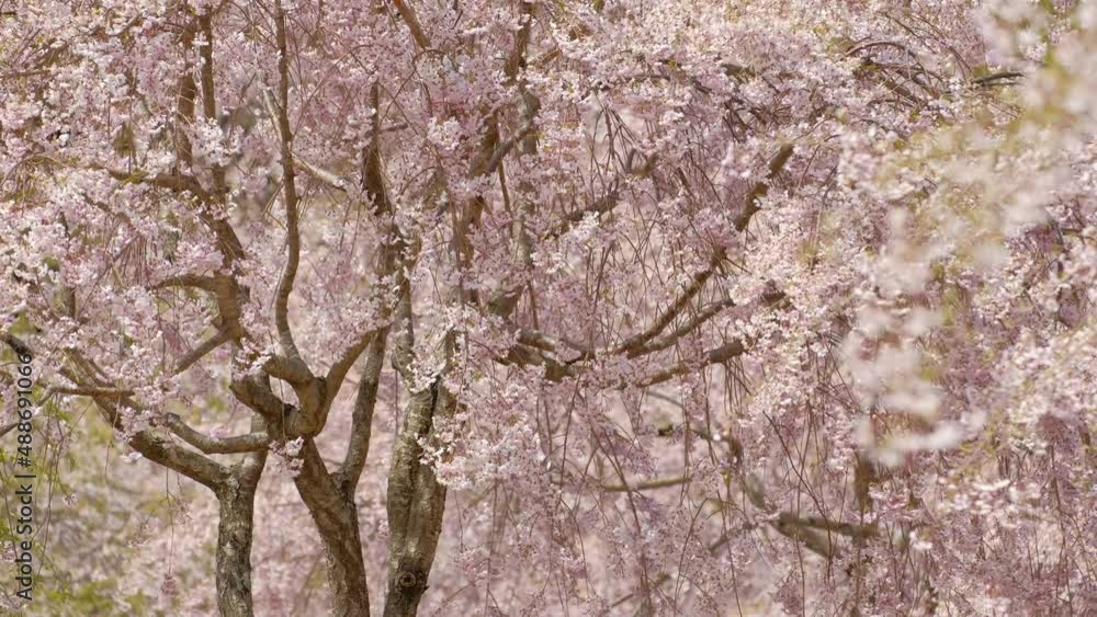 高見の郷のしだれ桜　奈良県　（固定撮影）