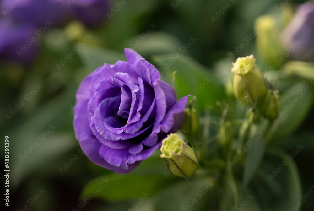 Close-up of violet Lisianthus flowers. The rose flowers are blooming in the morning soft light. Close-up of violet Lisianthus flowers. The rose flowers are blooming in the morning soft light.