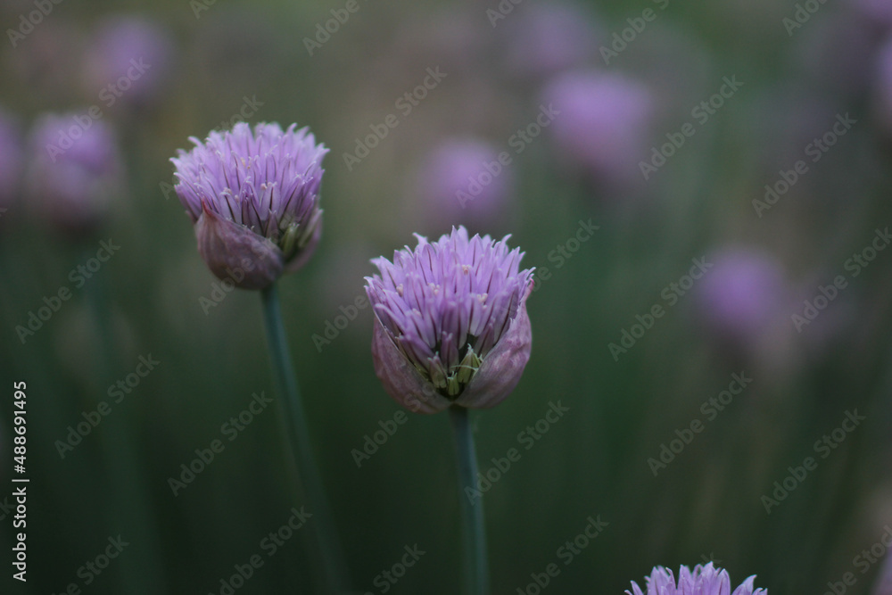 Close Up Purple Chive Flowers in Bloom Close Up Purple Chive Flowers in Bloom