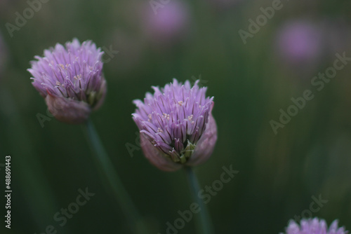 Close Up Purple Chive Flowers in Bloom