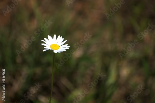 daisy close up in a meadow focus