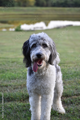 aussie doodle poodle mix tongue sticking out portrait