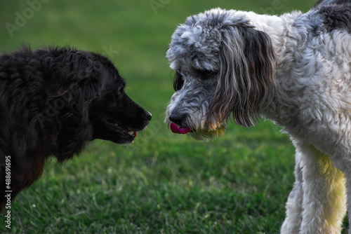 aussie doodle and border collie golden retriever face off
