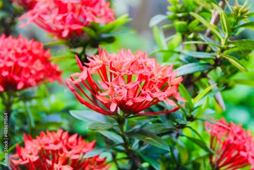 red dahlia flower