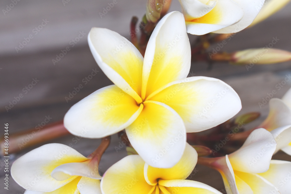 Fototapeta premium frangipani flower on a surface