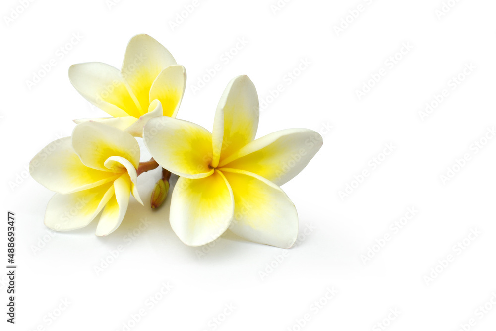 Fototapeta premium frangipani flower isolated on white