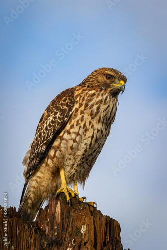 red shouldered hawk sitting on a stump