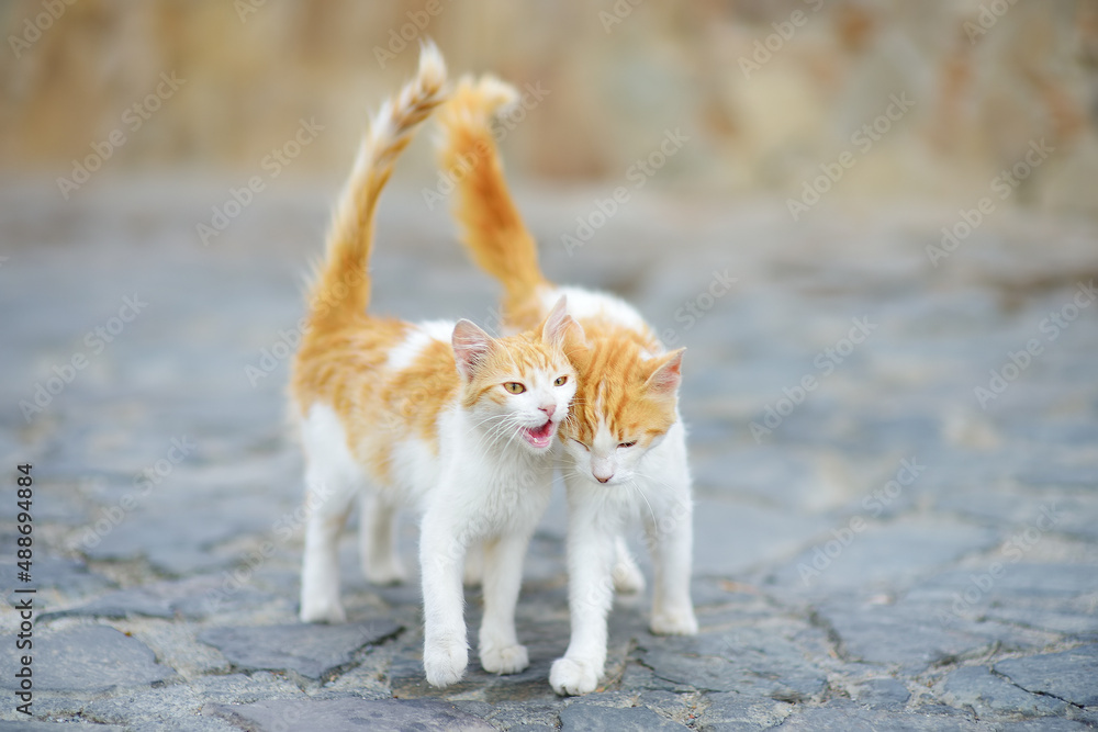 Wild cats on the streets of the medieval Phicardou (Fikardou) village, Cyprus. Wild cats on the streets of the medieval Phicardou (Fikardou) village, Cyprus.