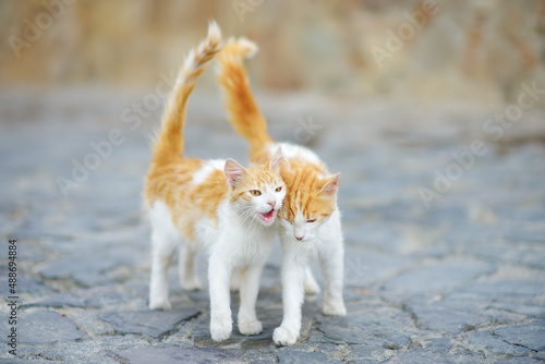 Photography Wild cats on the streets of the medieval Phicardou (Fikardou) village, Cyprus