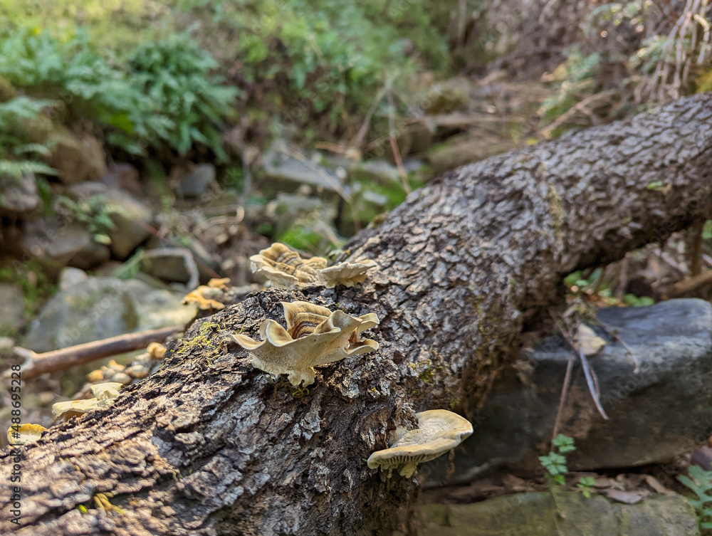 Mushrooms growing on a trunk of a fallen tree Mushrooms growing on a trunk of a fallen tree