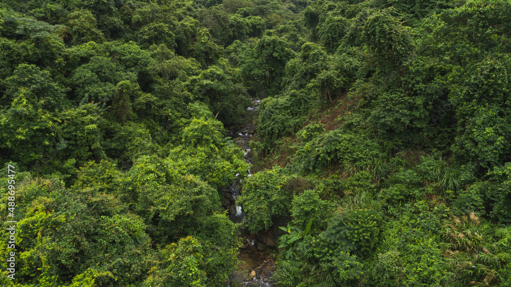 Beautiful lush green jungle with small river and dense trees on tropical mountains on summer morning Beautiful lush green jungle with small river and dense trees on tropical mountains on summer morning