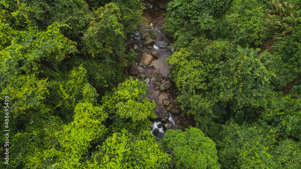 Fototapeta premium Beautiful lush green jungle with small river and dense trees on tropical mountains on summer morning